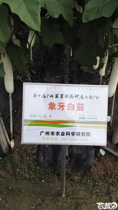 2015年秋第十届广州市蔬菜新品种展示推广会-广州市农科院象牙白茄-001.jpg