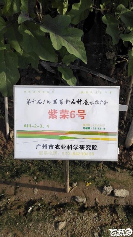2015年秋第十届广州市蔬菜新品种展示推广会-广州市农科院紫荣六号茄子-001.jpg
