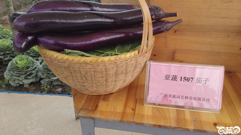2015年秋第十届广州市蔬菜新品种展示推广会新品种展示 012.jpg