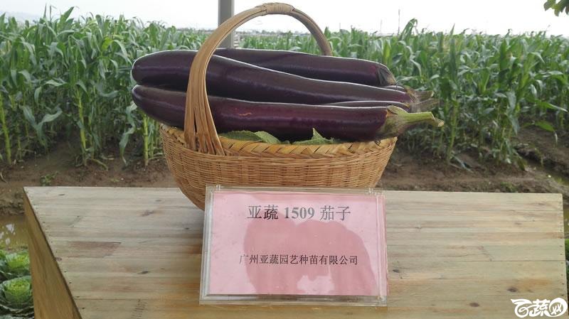 2015年秋第十届广州市蔬菜新品种展示推广会新品种展示 013.jpg