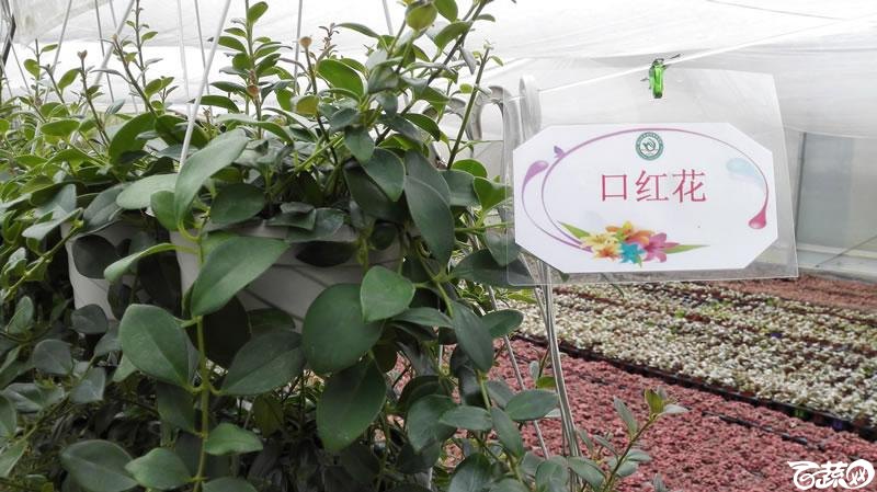 2015年秋佛山新品种展示会之设施蔬菜创意设计与展示 009.jpg