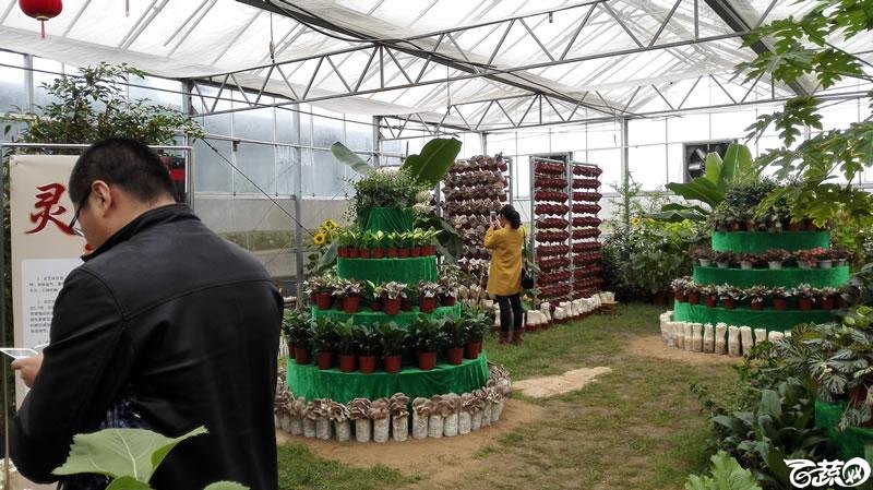 2015年秋佛山新品种展示会之设施蔬菜创意设计与展示 022.jpg