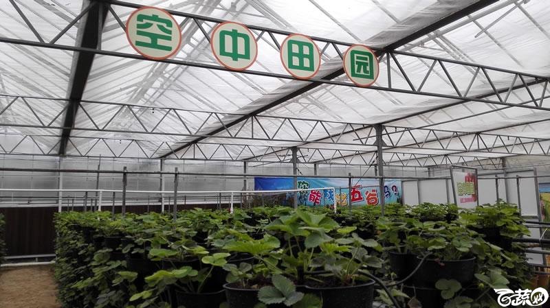 2015年秋佛山新品种展示会之设施蔬菜创意设计与展示 079.jpg