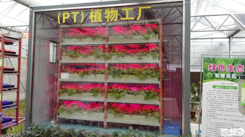 2015年秋佛山新品种展示会之设施蔬菜创意设计与展示植物工厂 087.jpg