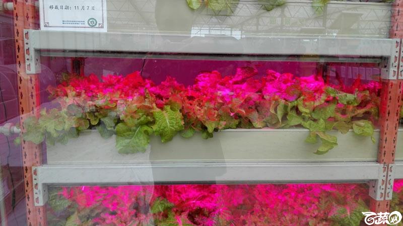 2015年秋佛山新品种展示会之设施蔬菜创意设计与展示植物工厂 091.jpg