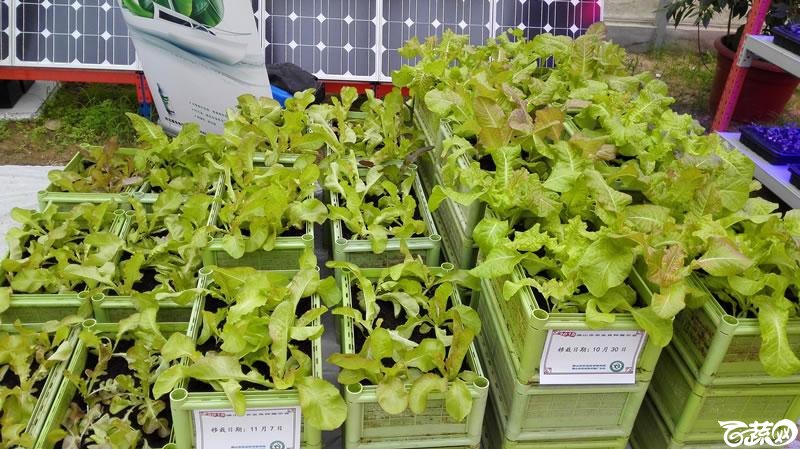 2015年秋佛山新品种展示会之设施蔬菜创意设计与展示植物工厂 092.jpg