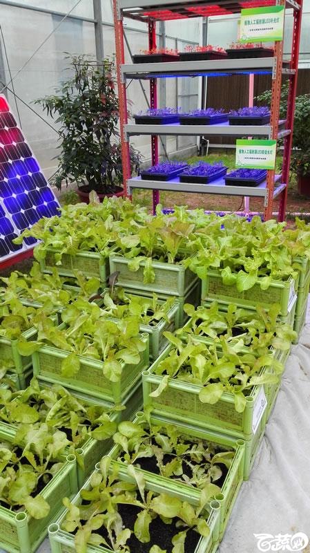 2015年秋佛山新品种展示会之设施蔬菜创意设计与展示植物工厂 093.jpg
