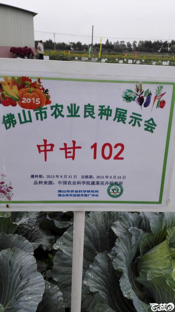 2015年秋佛山新品种展示会新品种田间展示-中国农科院蔬菜所中甘102 001.jpg