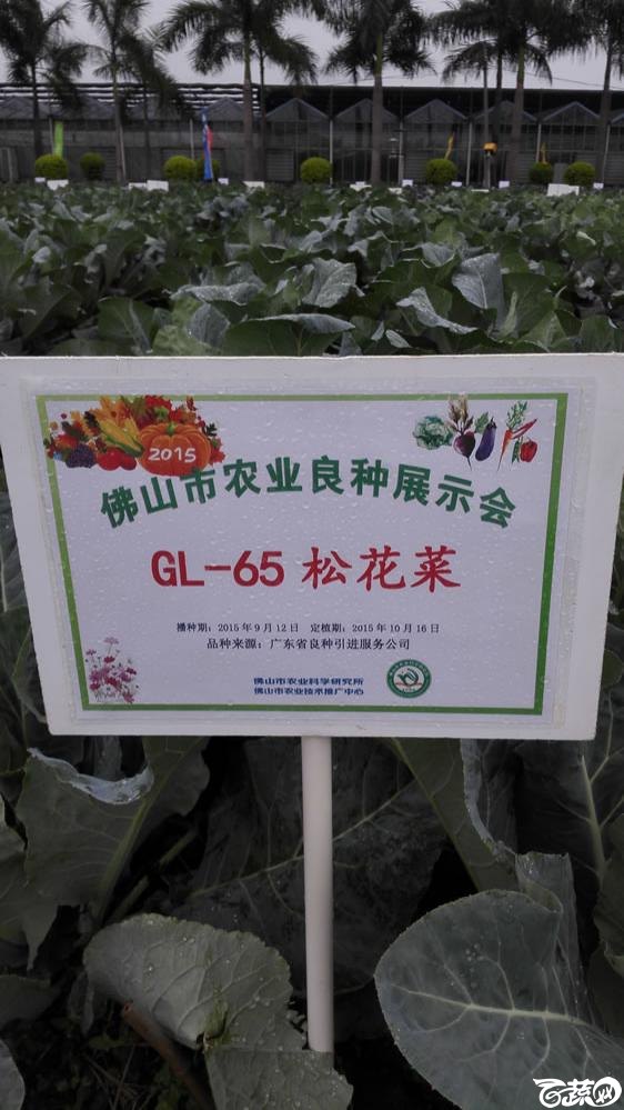 2015年秋佛山新品种展示会新品种田间展示-GL65松花菜 001.jpg