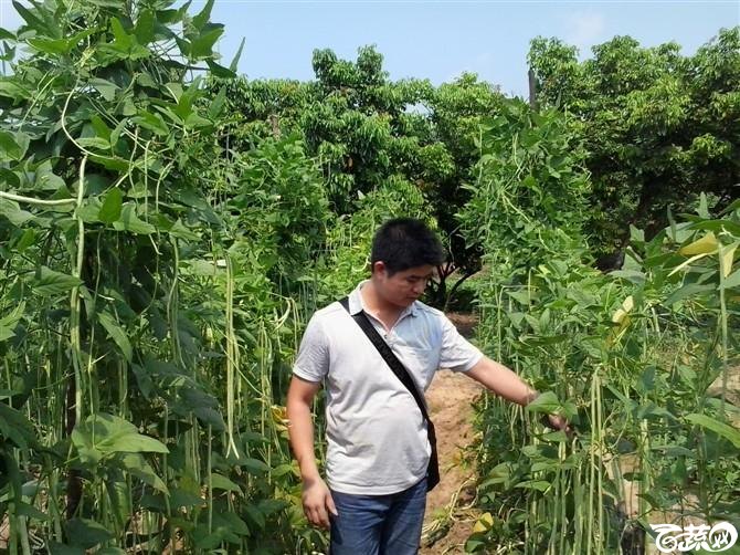 2012年十月条条金白籽油白豆角基地实景 条条金_18.jpg