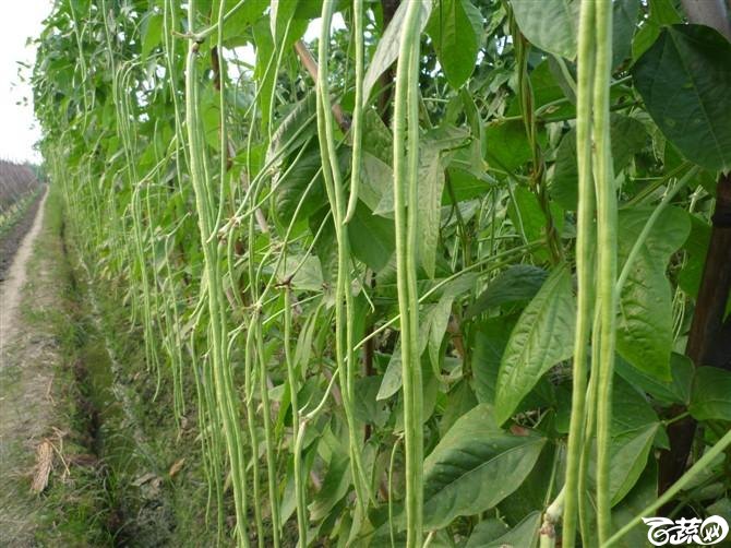 豆角 P1040378_21.jpg