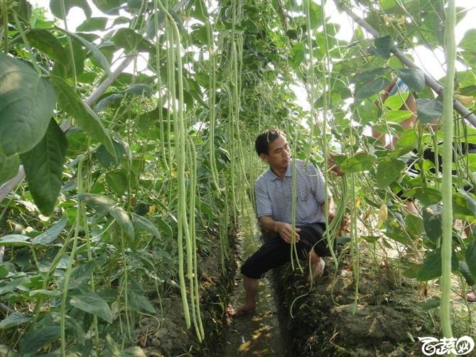 条条金2号豆角 百花豆角_1.jpg