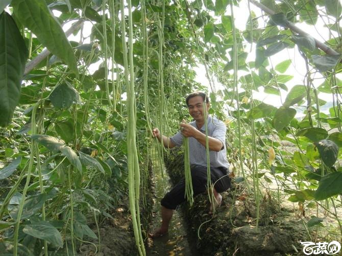 条条金2号豆角 百花豆角_2.jpg