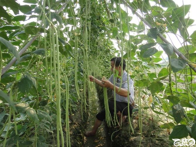 条条金2号豆角 百花豆角_4.jpg