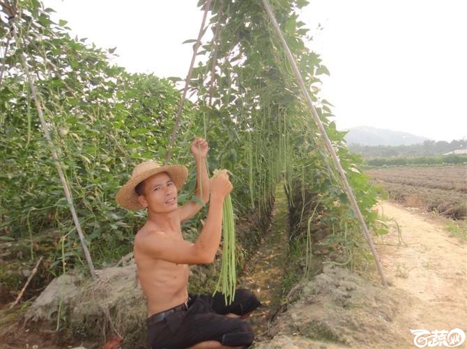 条条金2号豆角 百花豆角_6.jpg