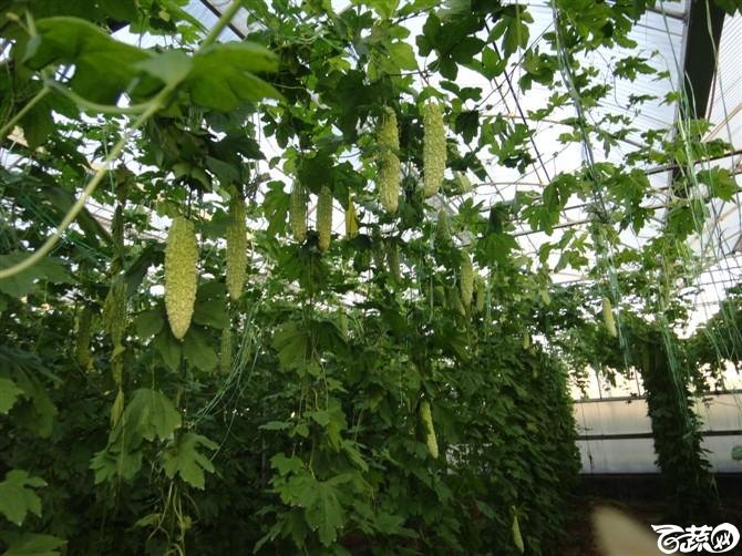 2012.12.12广交会品种 2012.12_91.jpg