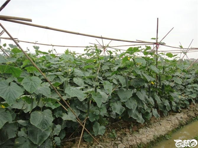 2012年早春青瓜，南瓜大丰收 丰收2012_1.jpg