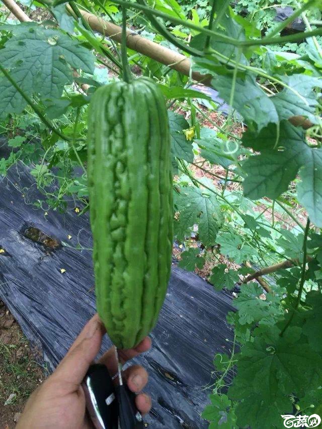 苦瓜 2014-06-20_72.jpg