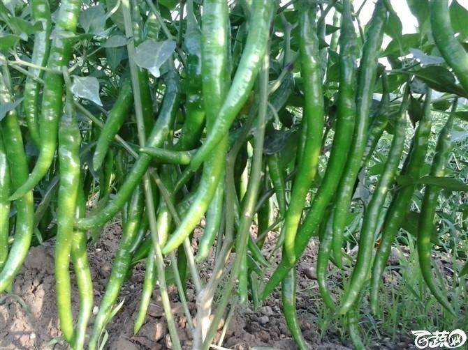 2012.10.30小线椒VS大线椒 2012-11-0116.17_2.jpg