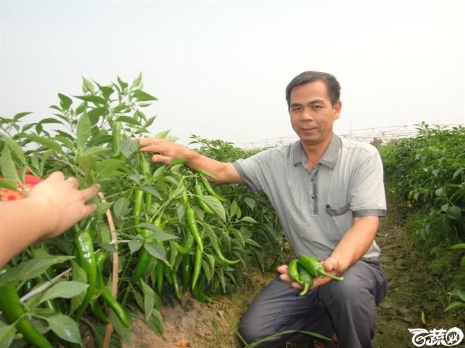 2012年10月18日大果尖椒VS四季茄王 田间实景_12.jpg