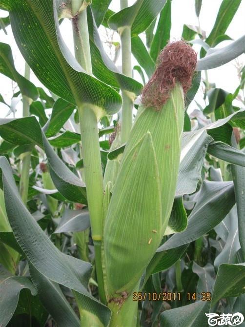 改良超越华珍类型甜玉米 IMG_0381_51.jpg