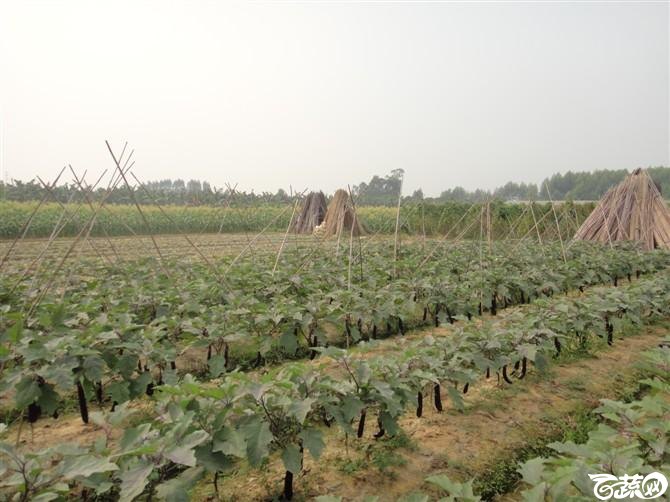 2012年10月18日大果尖椒VS四季茄王 田间实景_43.jpg
