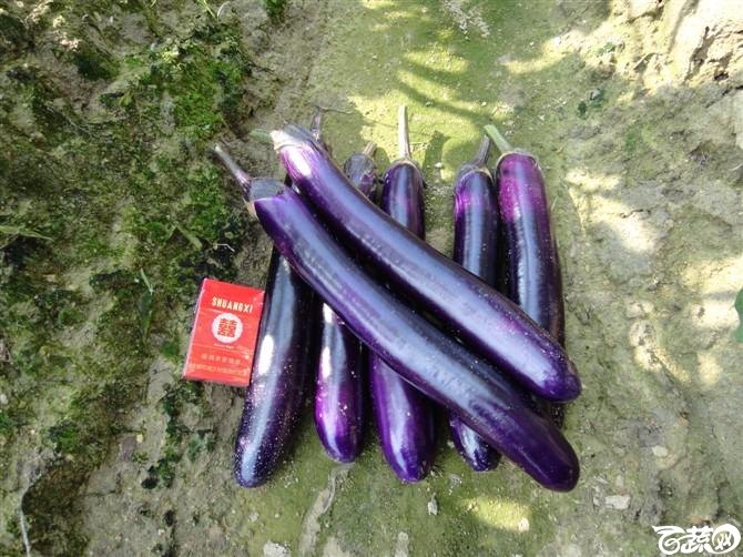 紫红长茄-2012年五月田间品种 五月田间品种_19.jpg