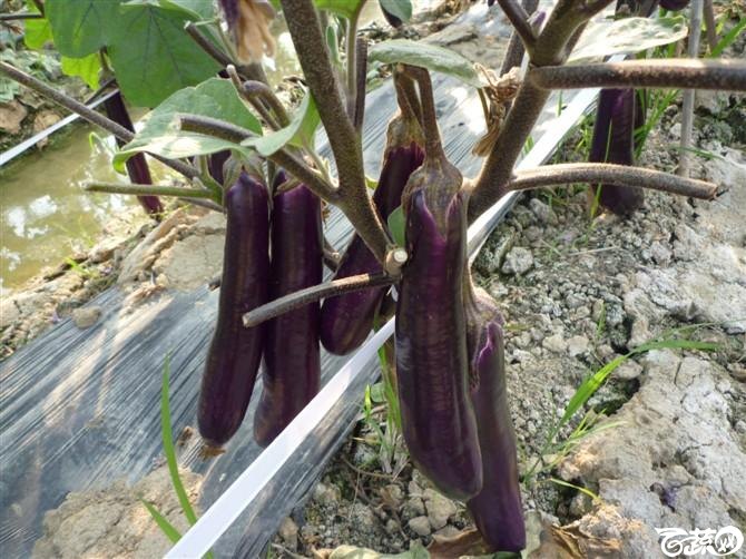 完美茄子抗病第一耐热第一产量第一 2011年4月26日完美茄子_17.jpg