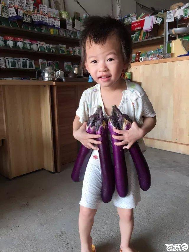 紫红长茄 2015-08-29_180.jpg