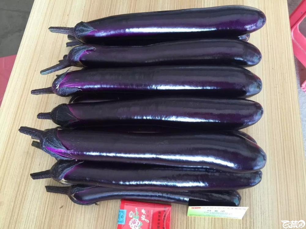 紫红长茄 2015-10-25_63.jpg