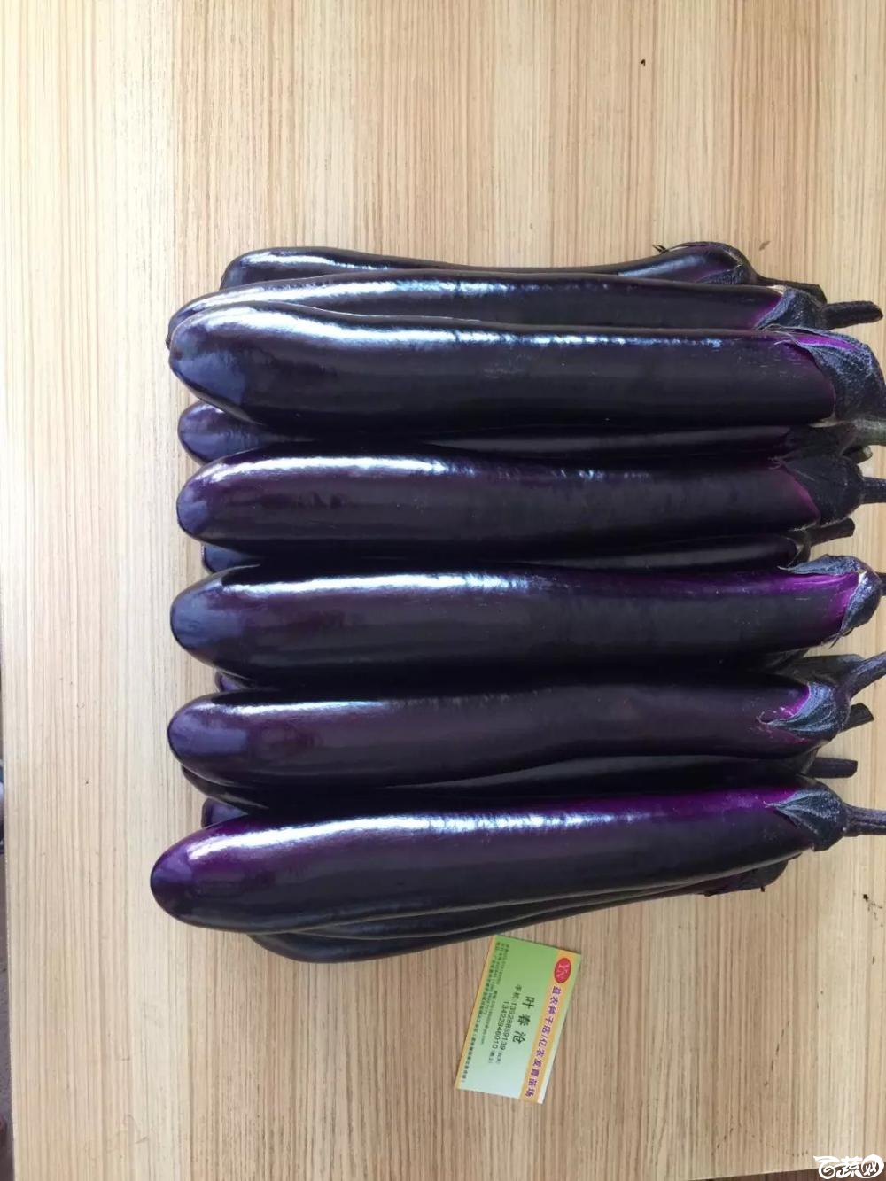 紫红长茄 2015-10-25_65.jpg