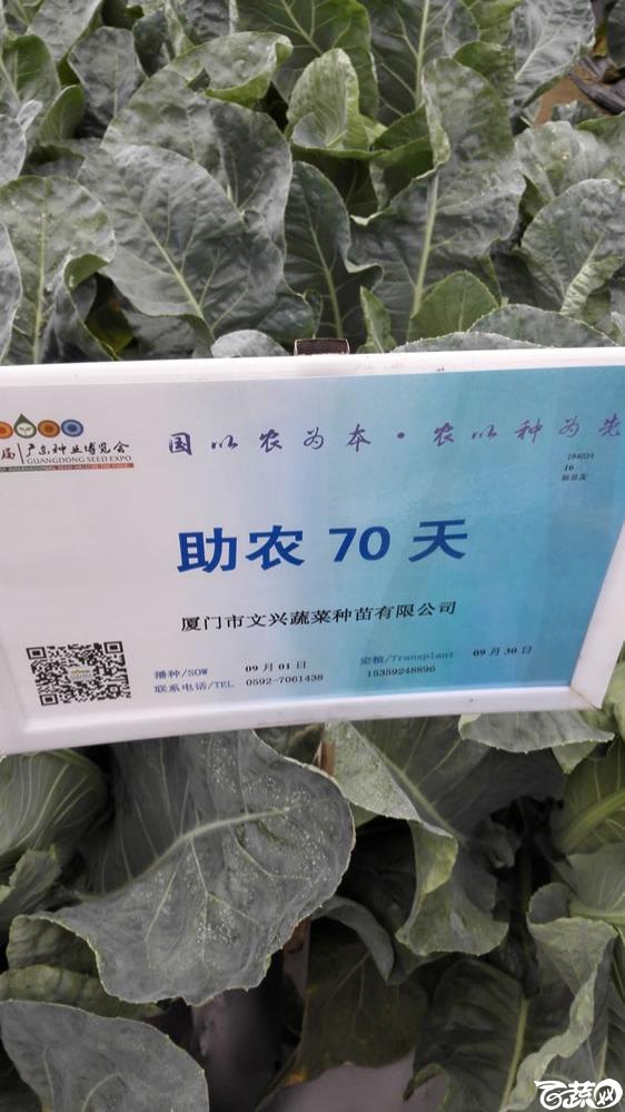 2015年双12广东种业博览会全国优良蔬菜品种田间表现-厦门文兴种苗助农70天花椰菜-001.jpg
