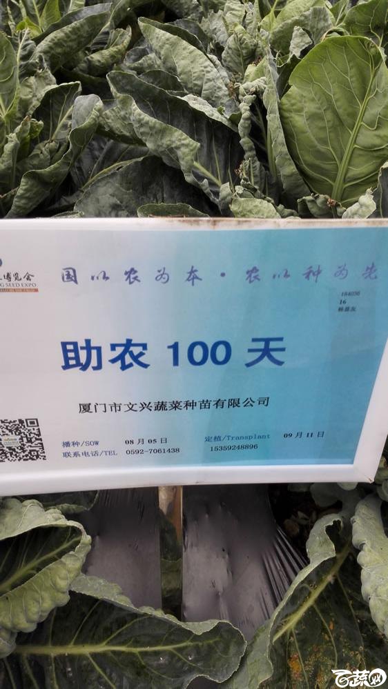 2015年双12广东种业博览会全国优良蔬菜品种田间表现-厦门文兴种苗助农100天花椰菜-001.jpg