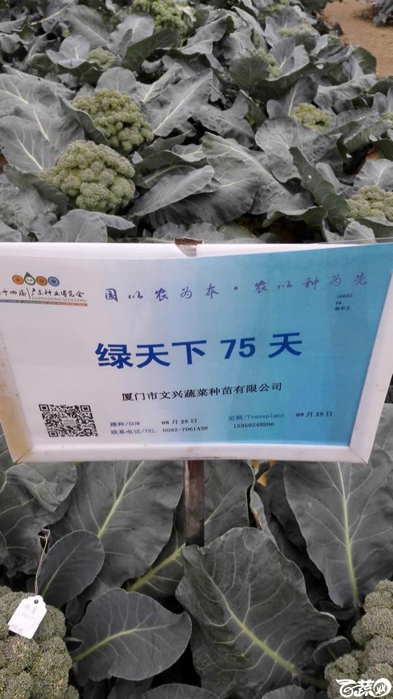2015年双12广东种业博览会全国优良蔬菜品种田间表现-厦门文兴种苗绿天下75天花椰菜-001.jpg