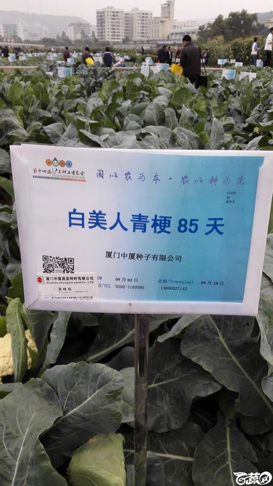 2015年双12广东种业博览会全国优良蔬菜品种田间表现-厦门中厦白美人青梗85天-001.jpg