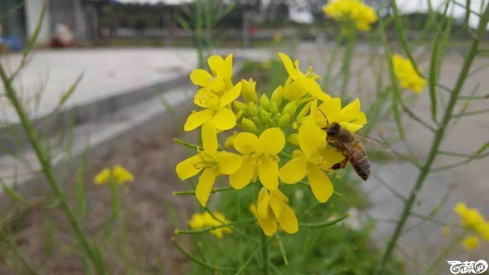 油菜花 004.JPG