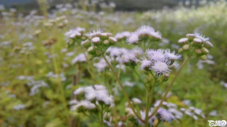 油菜花 005.JPG