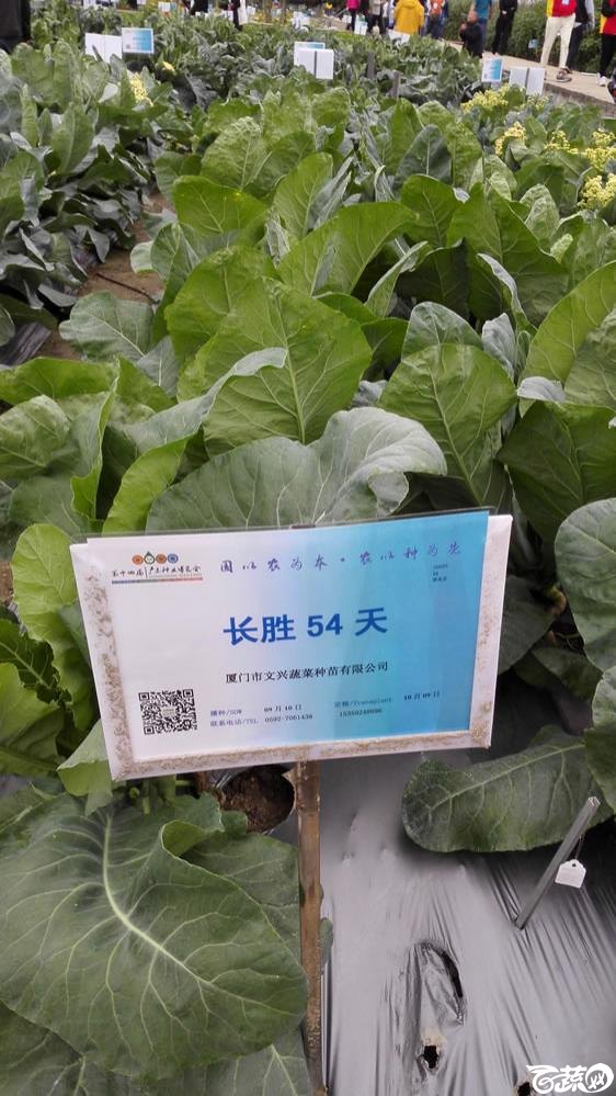 2015年双12广东种业博览会全国优良蔬菜品种田间表现-厦门文兴种苗长胜54天花椰菜-001.jpg