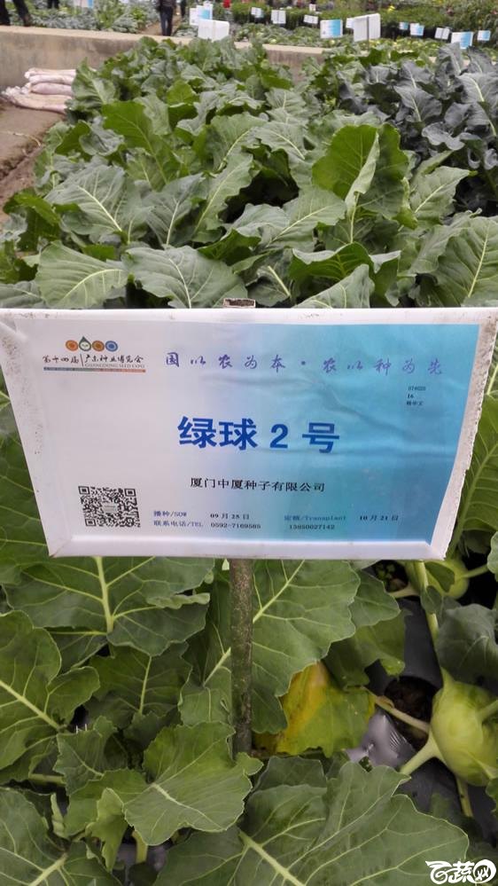 2015年双12广东种业博览会全国优良蔬菜品种田间表现-厦门中厦种子绿球二号丕蓝（芥兰头）-001.jpg
