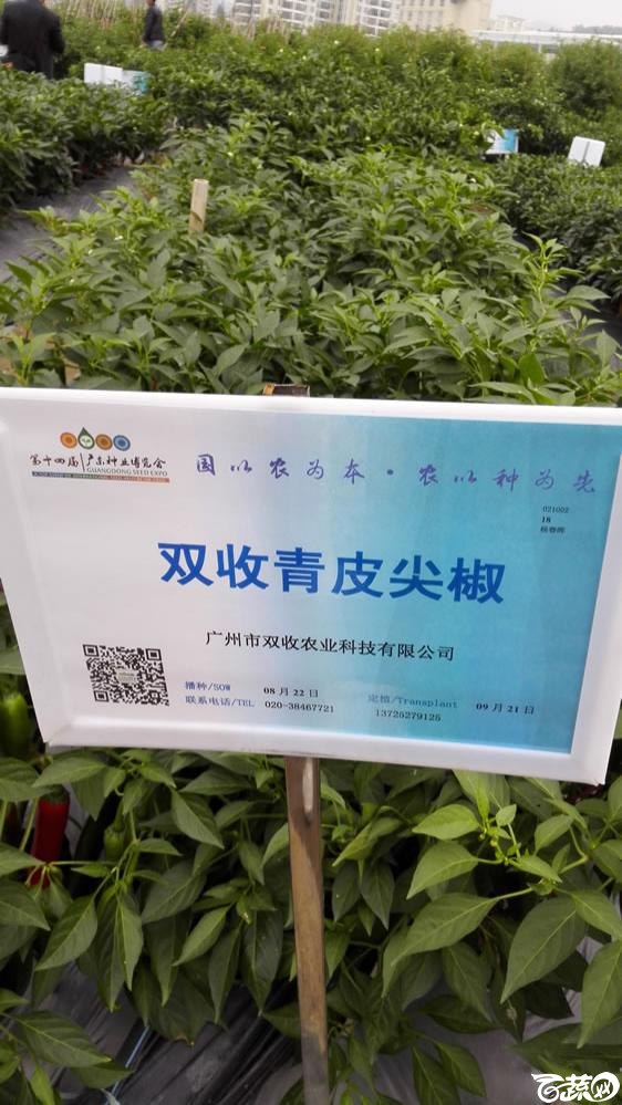 2015年双12广东种业博览会全国优良蔬菜品种田间表现-广州市双收种业青皮尖椒-001.jpg