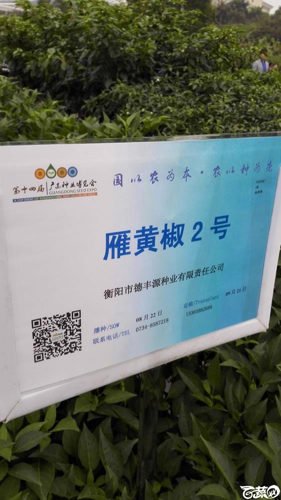 2015年双12广东种业博览会全国优良蔬菜品种田间表现-湖南衡阳蔬菜研究所德丰源种业雁黄椒2号-001.jpg