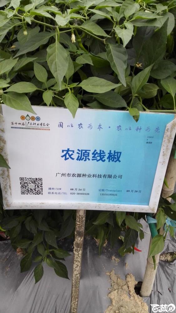 2015年双12广东种业博览会全国优良蔬菜品种田间表现-广州市农源种业农源线椒-001.jpg