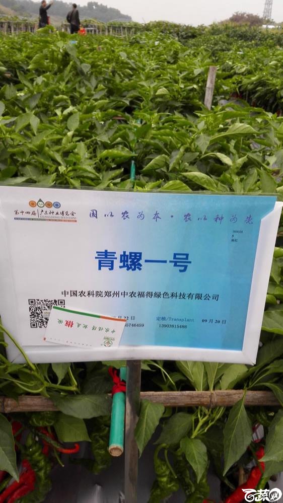 2015年双12广东种业博览会全国优良蔬菜品种田间表现-中国中农福得绿色科技青螺一号线椒-001.jpg