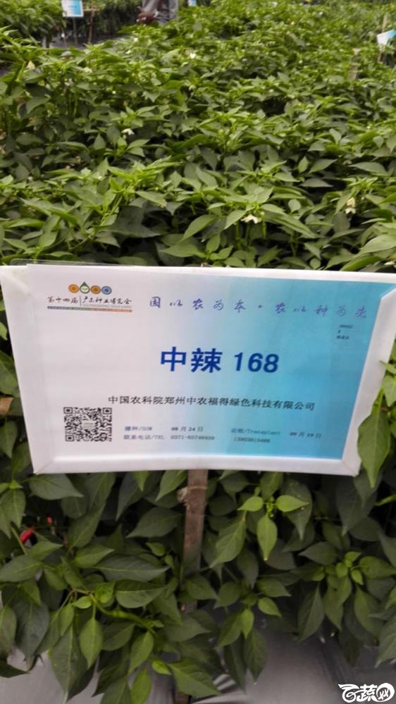 2015年双12广东种业博览会全国优良蔬菜品种田间表现-中国中农福得绿色科技中椒168辣椒-001.jpg