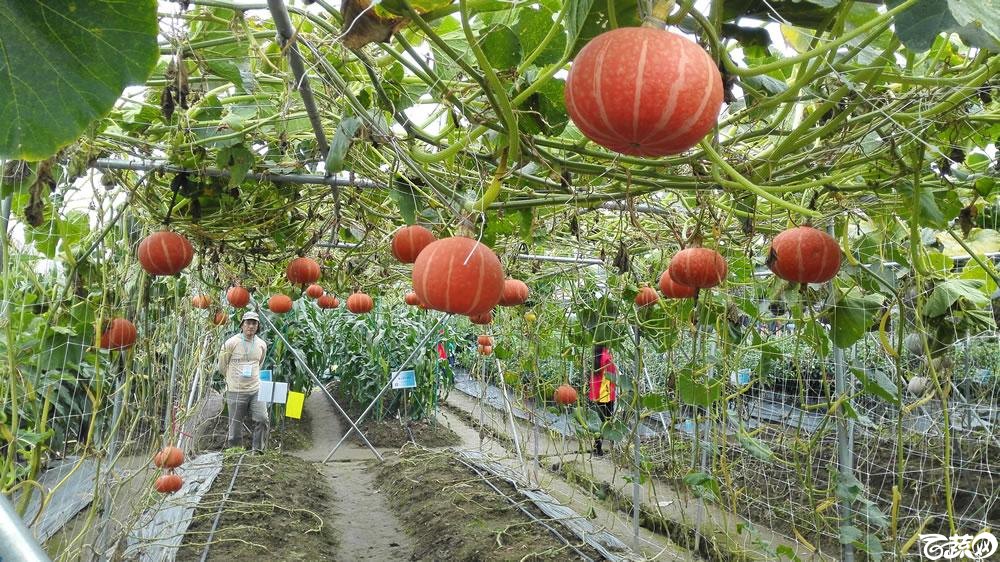 2015年双12广东种业博览会全国优良蔬菜品种田间表现-第十四届广东种博会重点推介品种-广东省农业科学院蔬菜研究所龙鑫丹南瓜-002.jpg