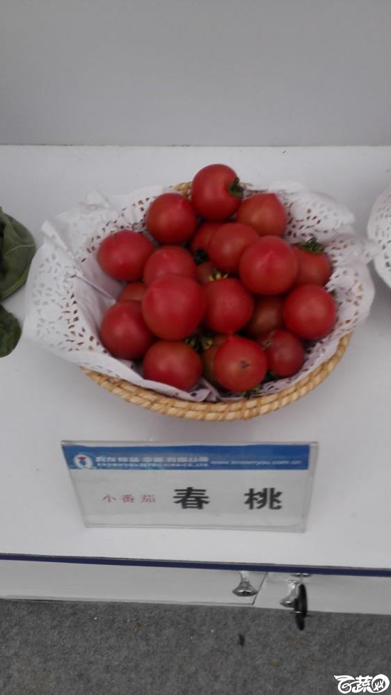 2015年双12广东种业博览会全国优良蔬菜品种田间表现-台湾农友种苗春桃小番茄.jpg