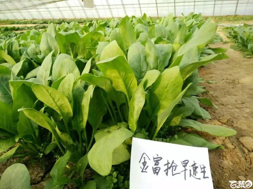 菠菜 001.JPG