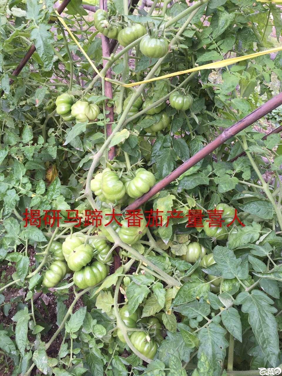 揭阳农友种苗的马蹄形番茄 001.JPG