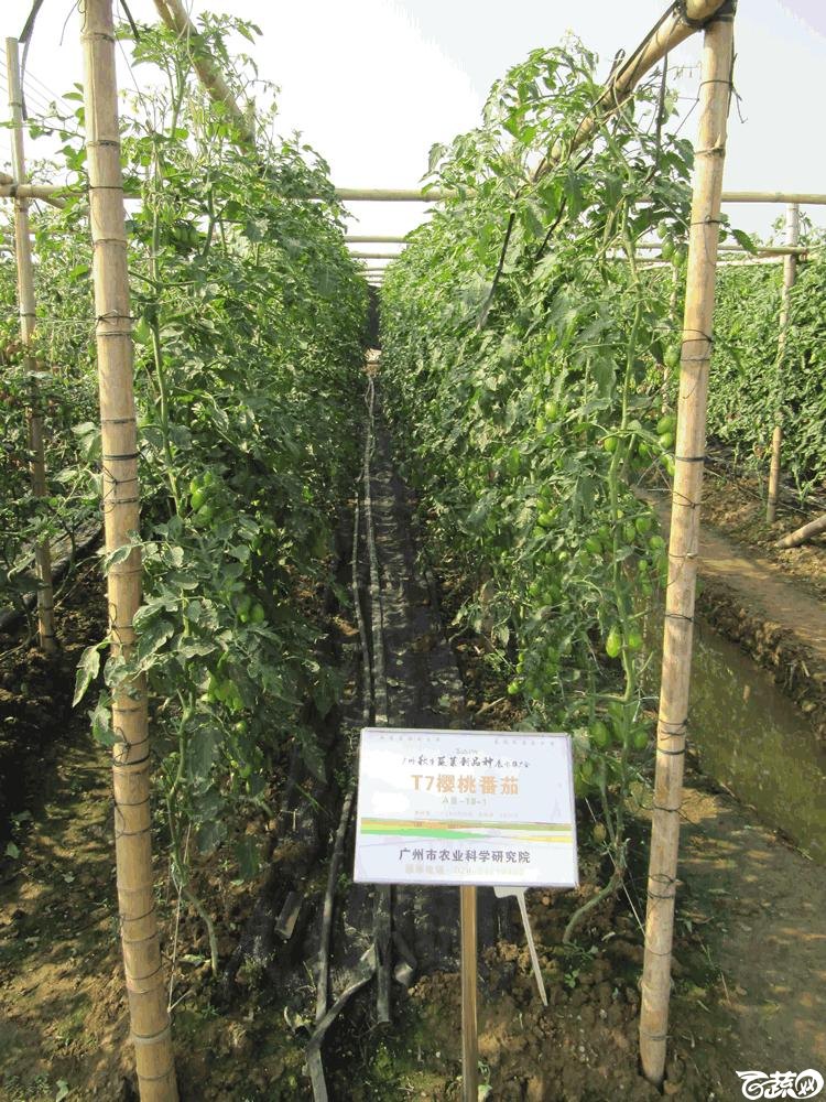 2014年12月10日广州市蔬菜新品种春季展示会田间展示之樱桃番茄 001.gif