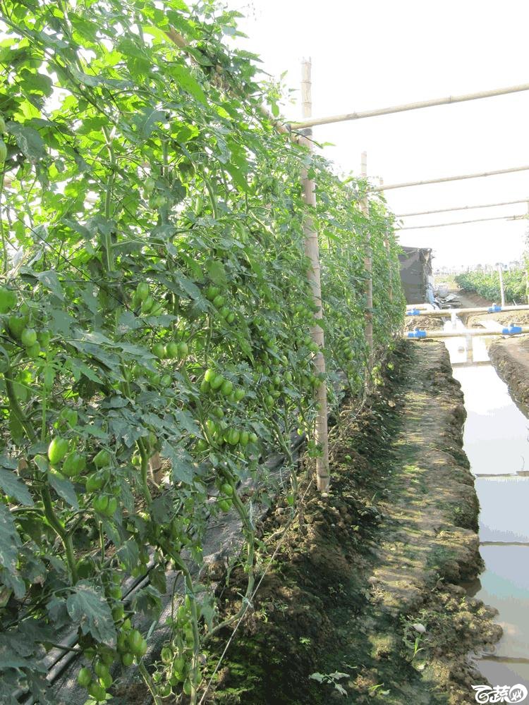 2014年12月10日广州市蔬菜新品种春季展示会田间展示之樱桃番茄 002.gif
